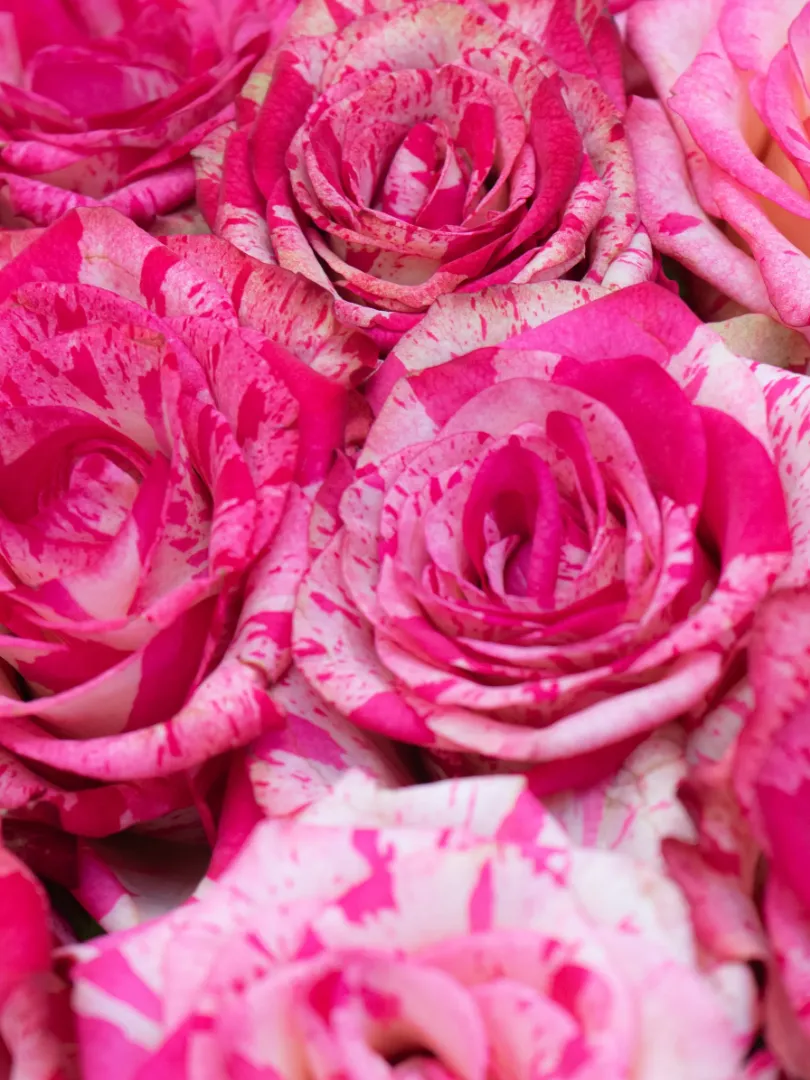 Букет из Российской Розы &laquo;Баракуда&raquo; 60см