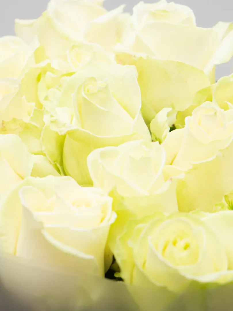 Букет из &laquo;Белой&raquo; Российской Розы 60см