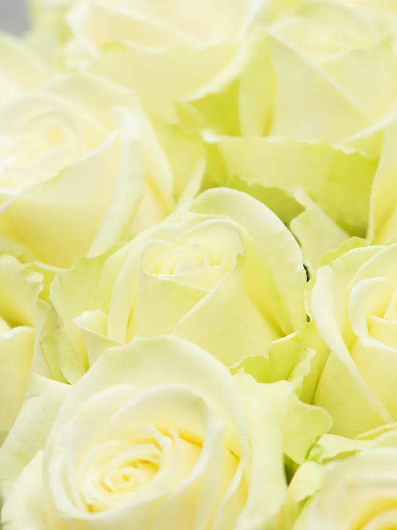 Букет из &laquo;Белой&raquo; Российской Розы 60см