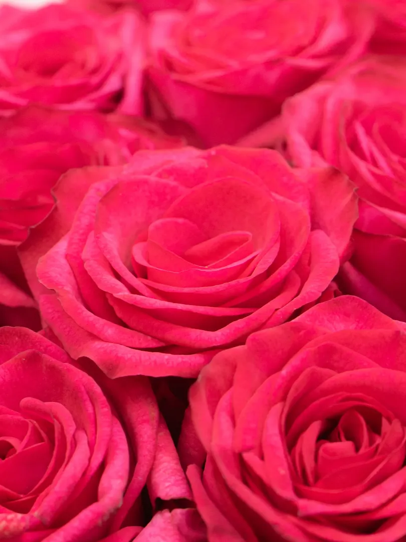 Букет из Российской Розы &laquo;Лола&raquo; 60см