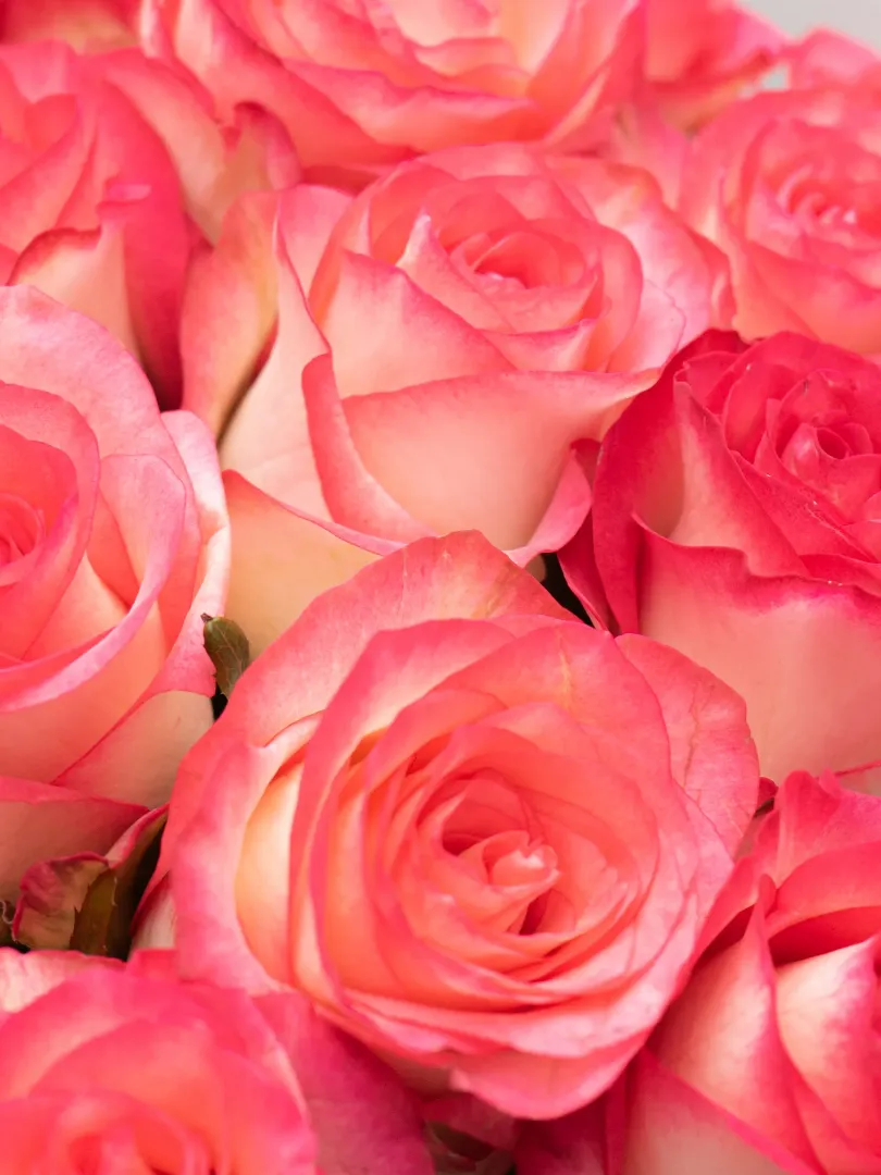 Букет из Российской Розы &laquo;Джумилия&raquo; 60см