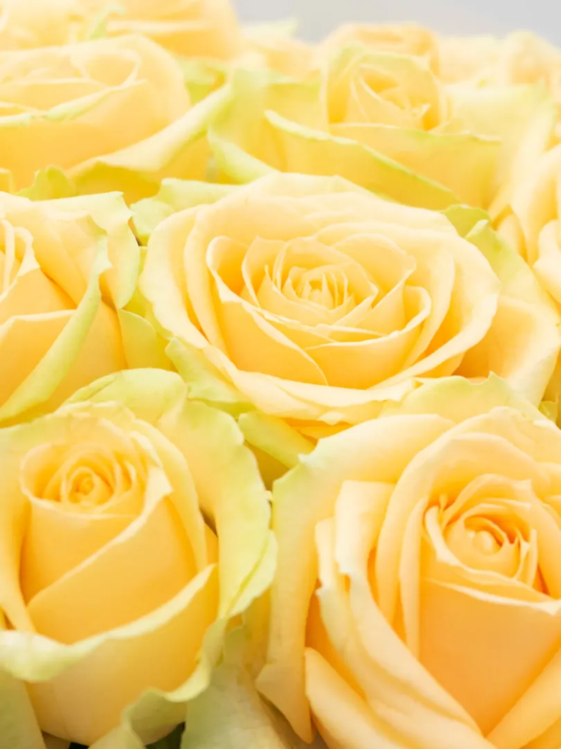 Букет из Российской Розы &laquo;Кремовой&raquo; 60см