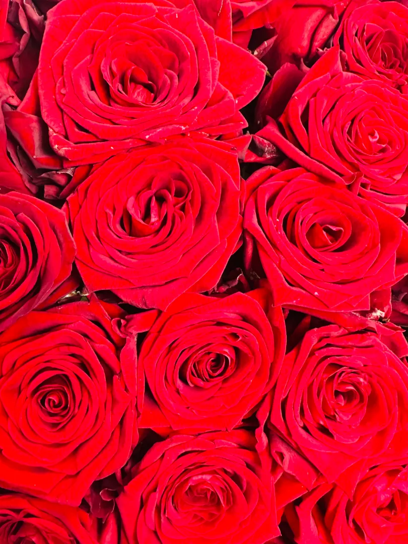 Букет из 101 &laquo;Красной&raquo; Российской Розы 60см