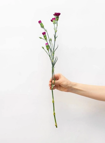 Диантус Кустовой 