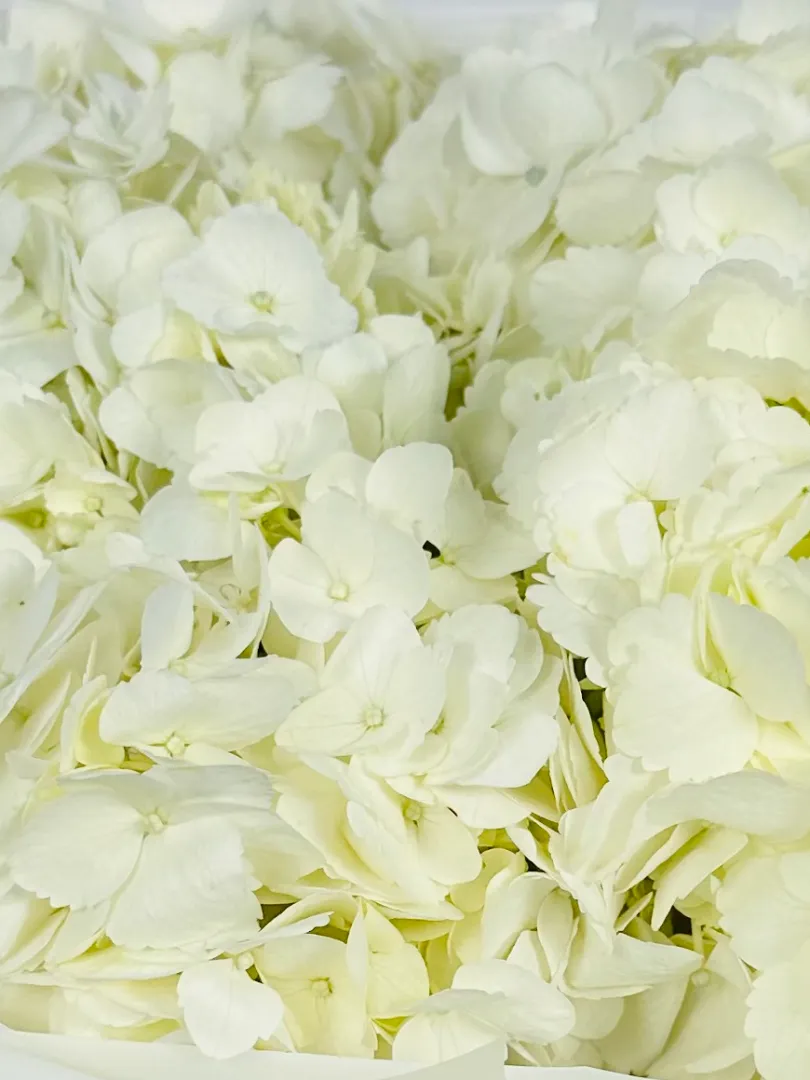 Букет: &laquo;Белая гортензия 5&raquo;