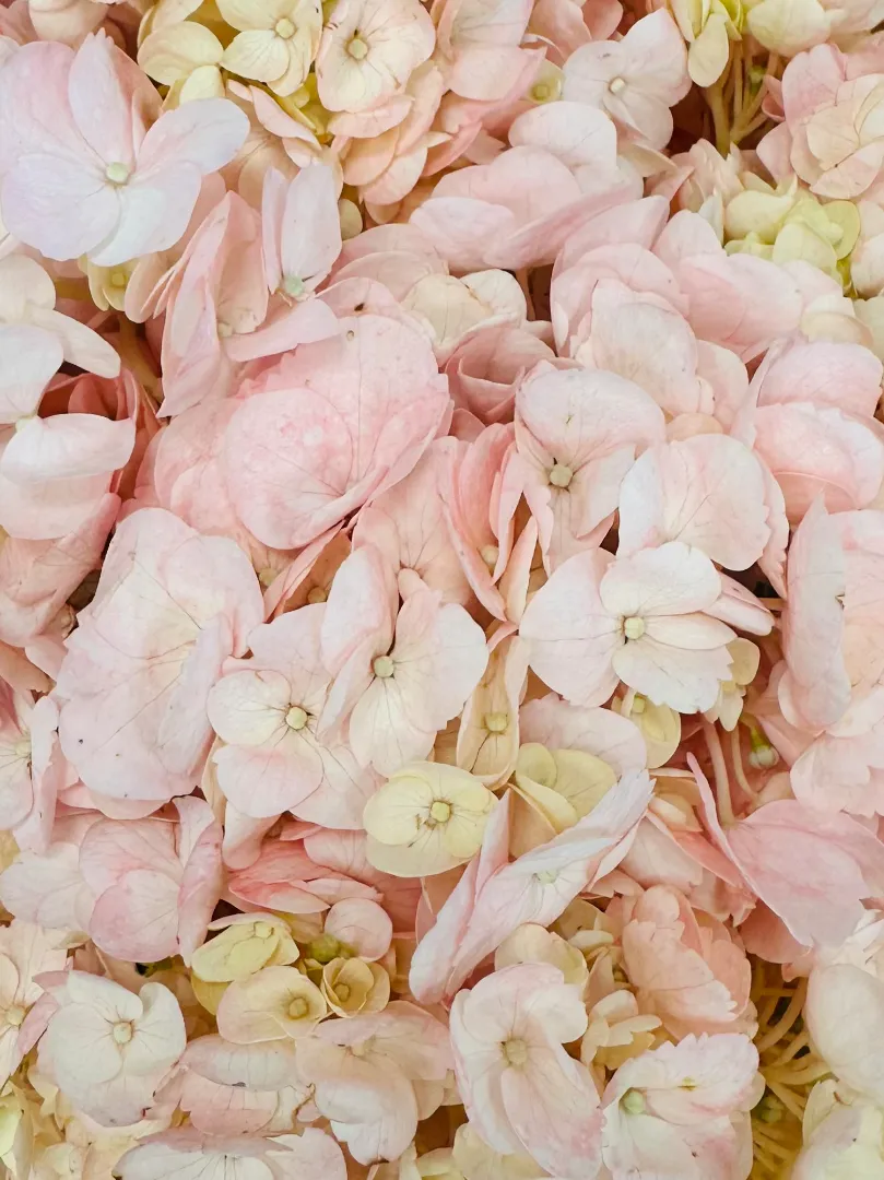 Букет: &laquo;Розовая гортензия 3&raquo; 