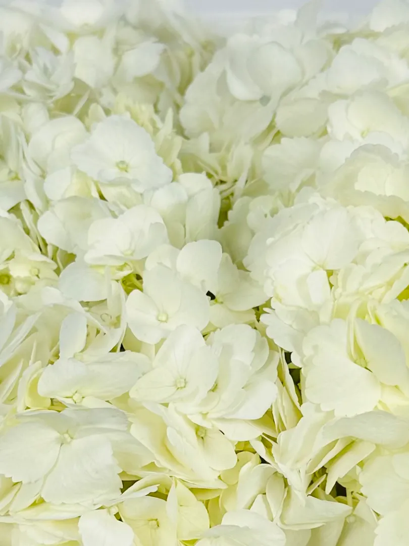 Букет: &laquo;Белоснежная Гортензия 3&raquo;