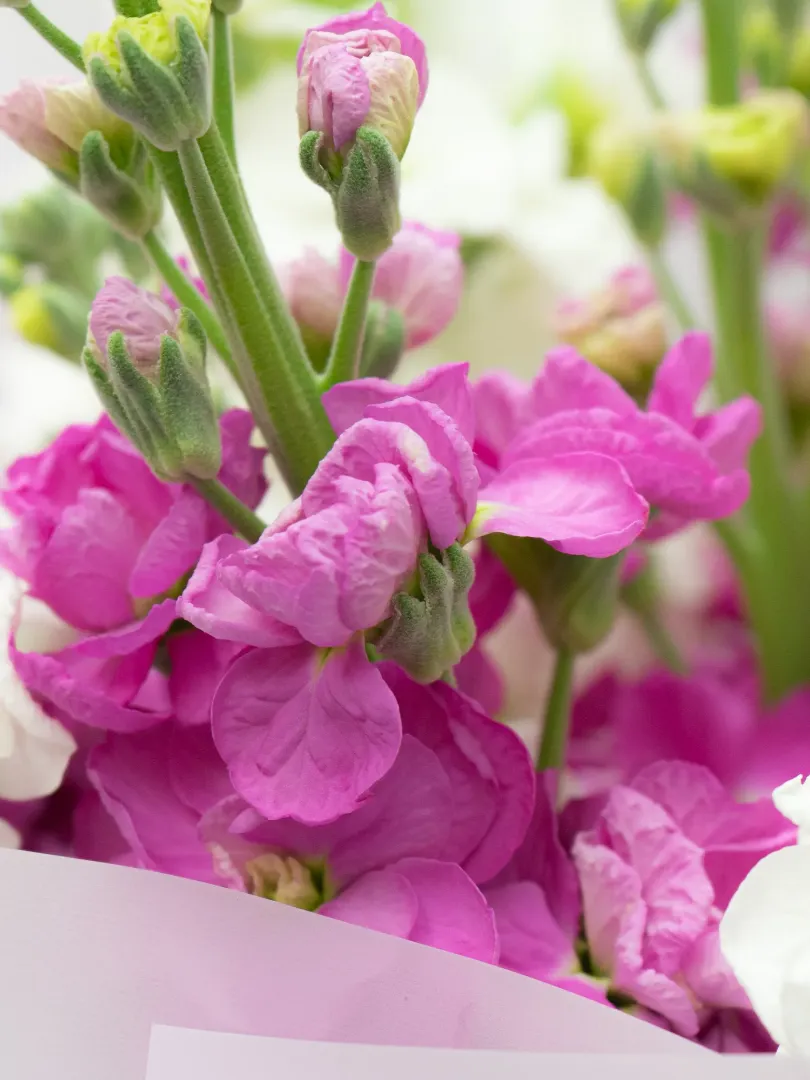 Букет: &laquo;Микс Маттиолы Белая-Фиолетовая&raquo;