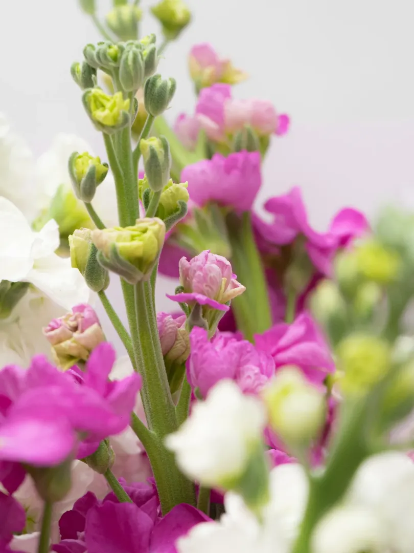 Букет: &laquo;Микс Маттиолы Белая-Фиолетовая&raquo;