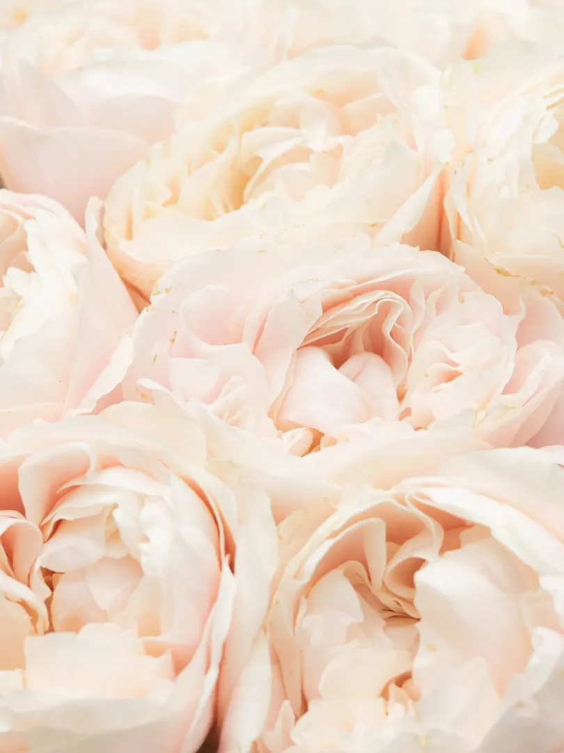 Букет из роз &laquo;Шифон Белые&raquo; 60см