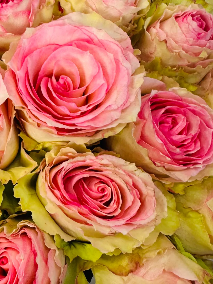 Букет: &laquo;Роза Эсперанс&raquo;