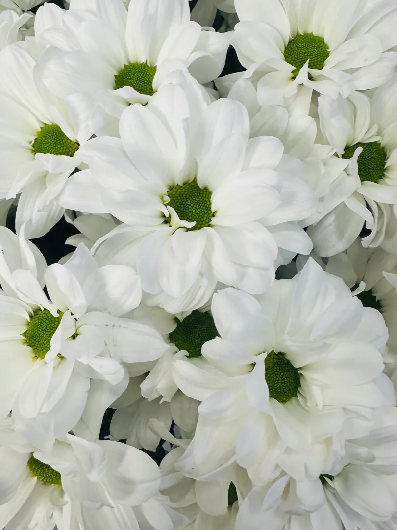 Букет &laquo;Ромашковое поле 25&raquo;