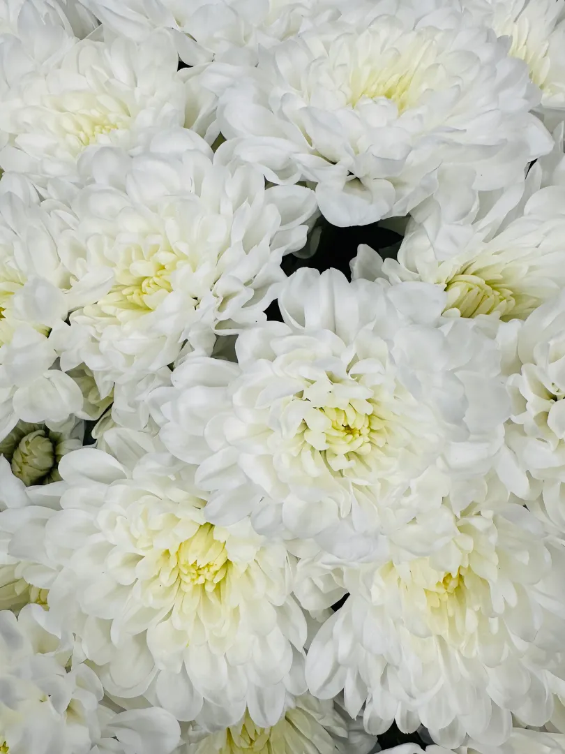 Букет &laquo;Балтийская нежность 15&raquo;