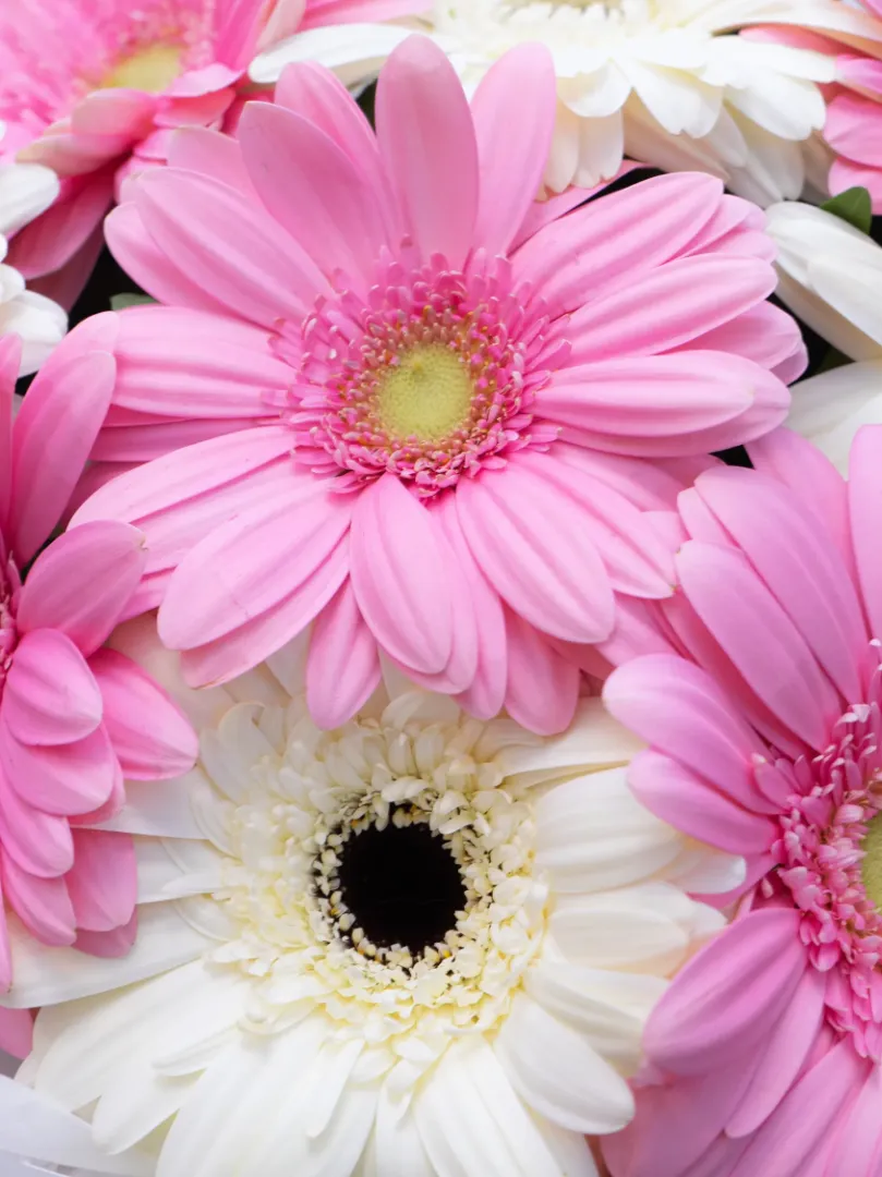 Букет микс герберы &laquo;Белый-Розовый&raquo; 
