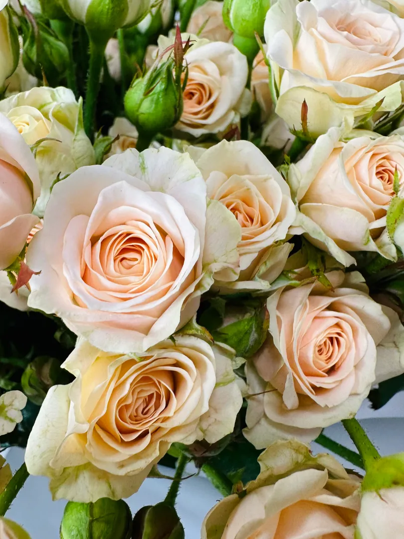 Букет: &laquo;Кремовая Кустовая Роза&raquo;