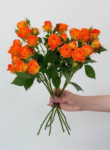 Букет: &laquo;Оранжевая кустовая роза&raquo; от интернет-магазина цветов в 