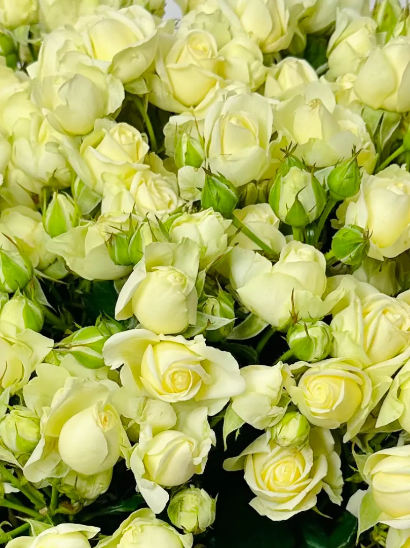 Букет: &laquo;Белая Кустовая Роза&raquo;