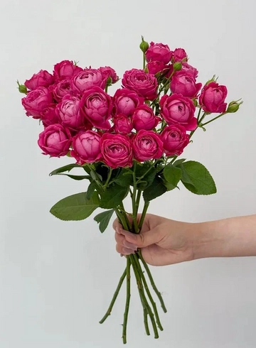 Букет: &laquo;Ярко-розовая пионовидная кустовая роза&raquo; от интернет-магазина цветов в 