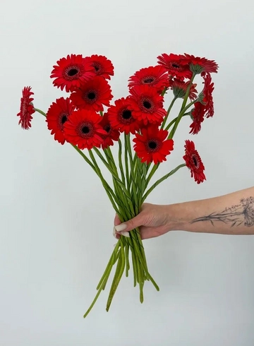 Букет: «Красная гербера»  от интернет-магазина цветов в 