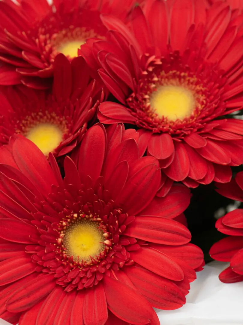 Букет: &laquo;Красная гербера&raquo; 
