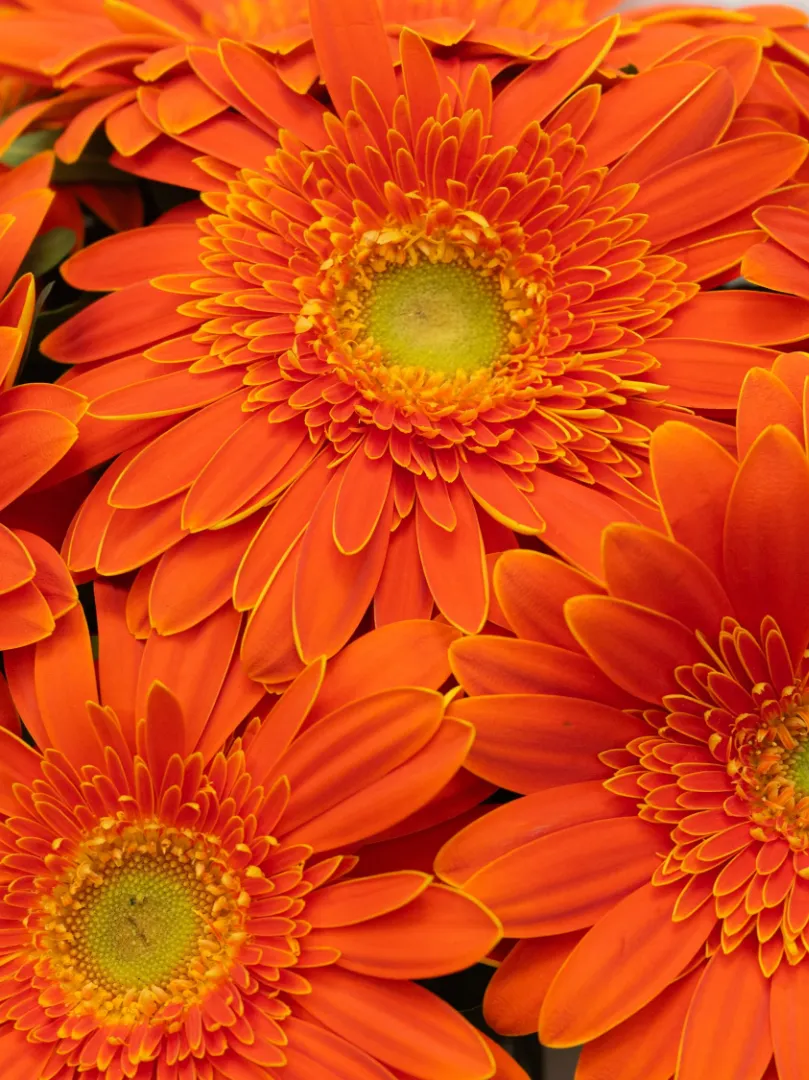 Букет: &laquo;Оранжевая гербера&raquo; 