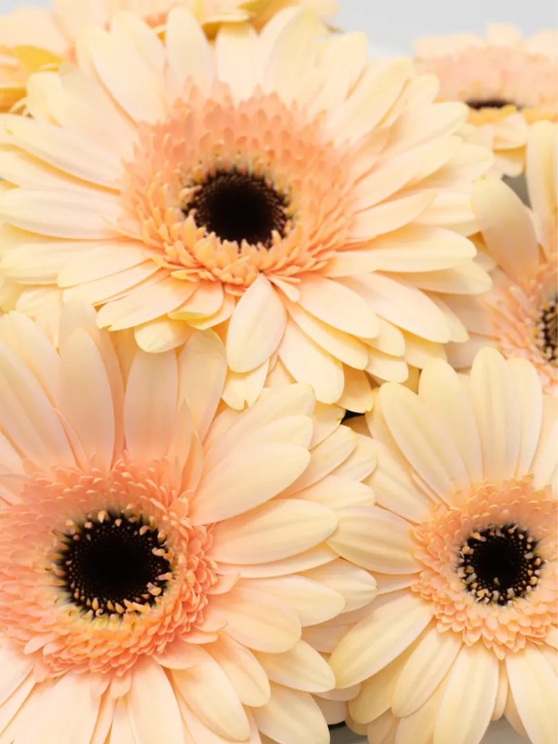 Букет: &laquo;Персиковая гербера&raquo; 