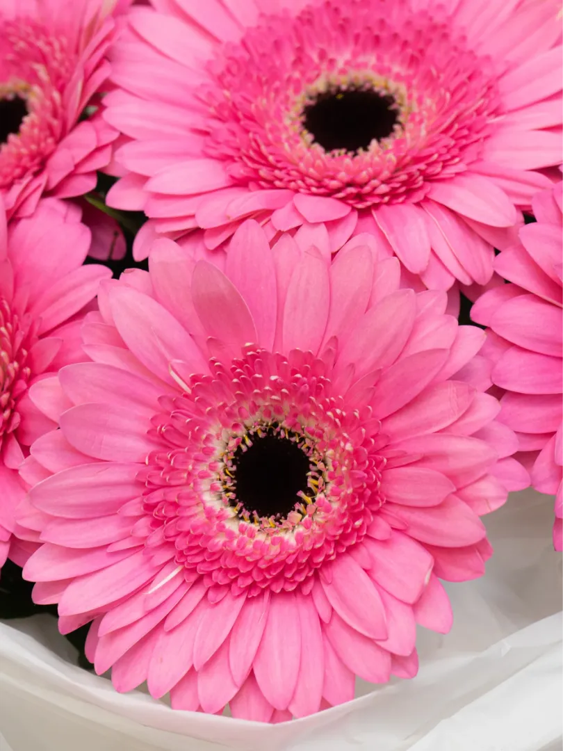 Монобукет: &laquo;Ярко-розовая гербера&raquo;