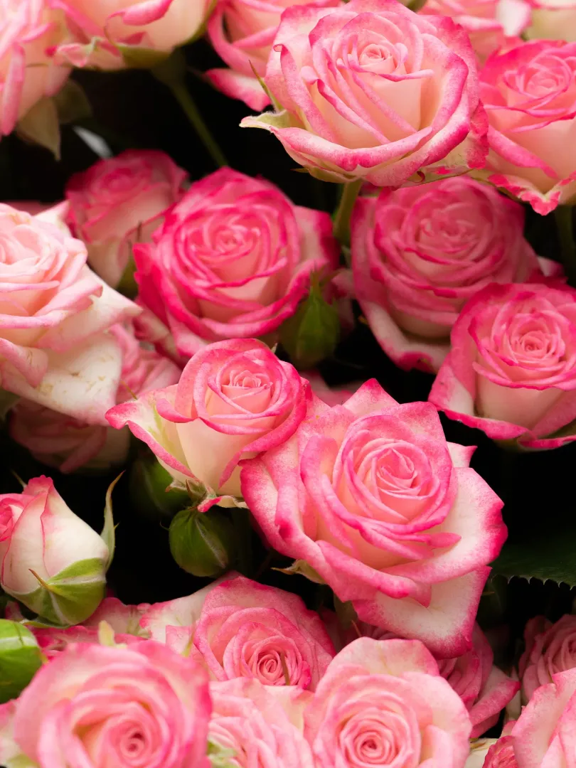 Букет из 51 &laquo;Двухцветной&raquo; Кустовой Розы 