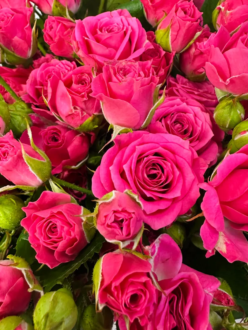 Букет: &laquo;Кустовая Роза Ярко-розовая&raquo;