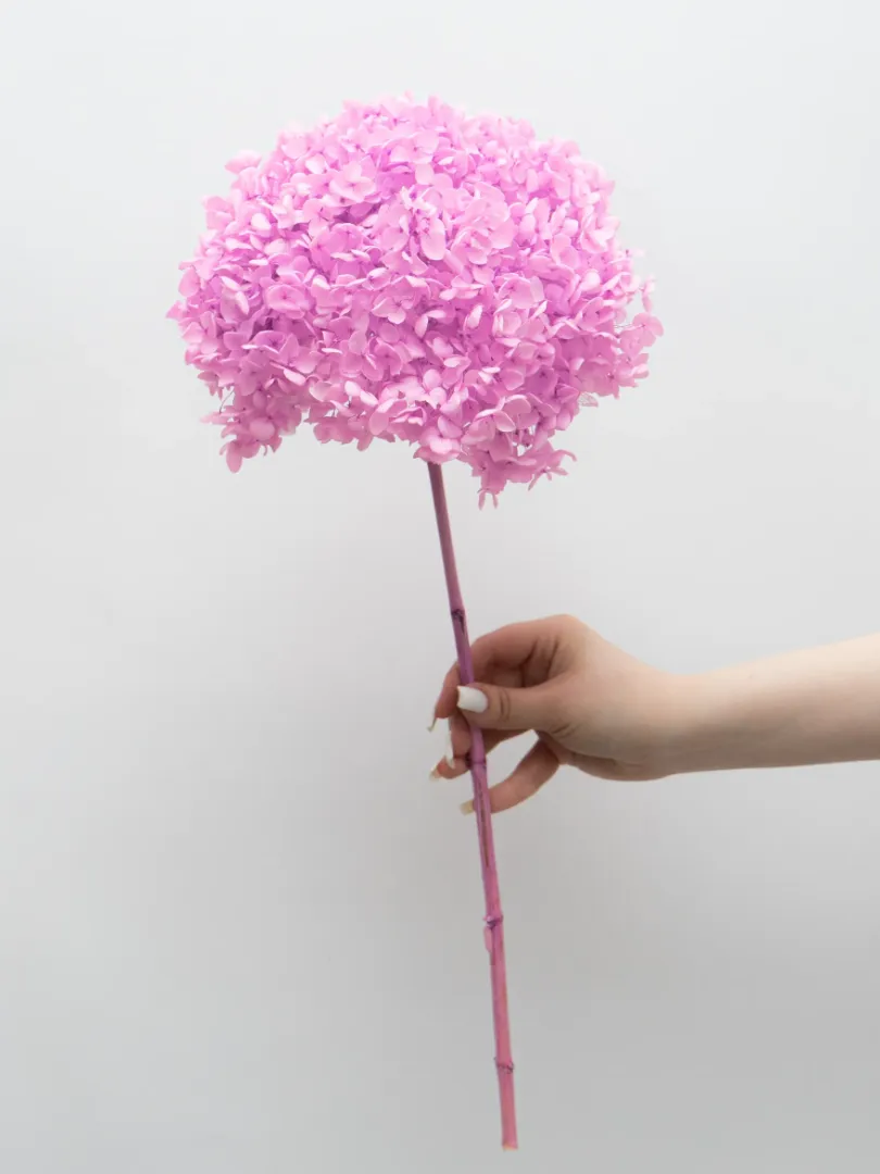 Стабилизированная Ярко-Розовая Гортензия 