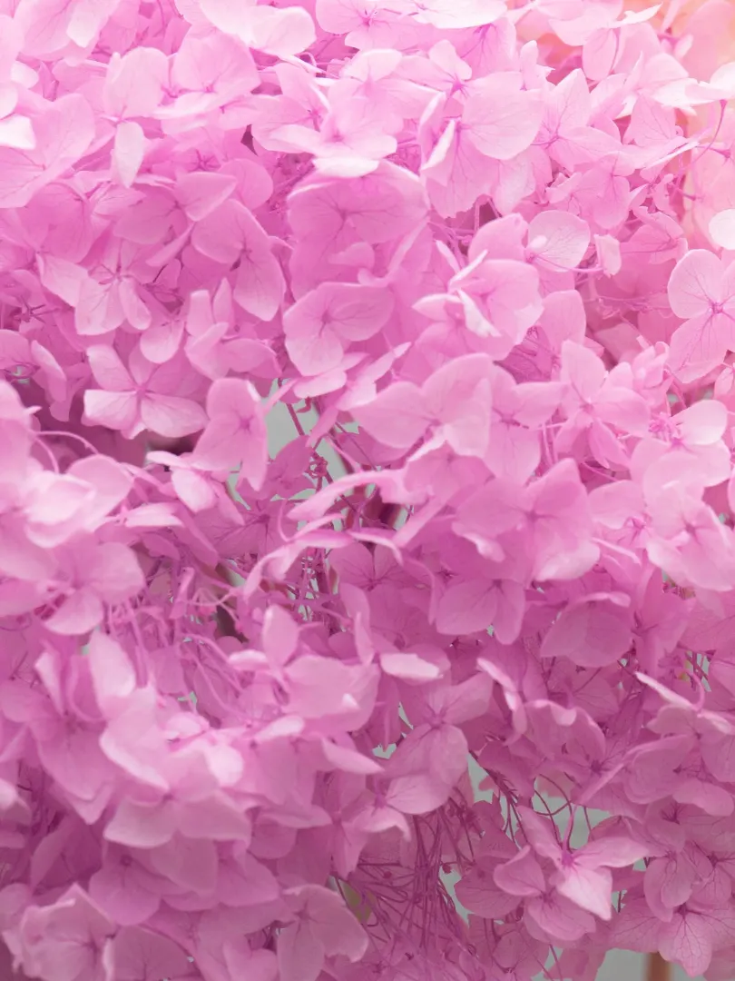 Стабилизированная Ярко-Розовая Гортензия 