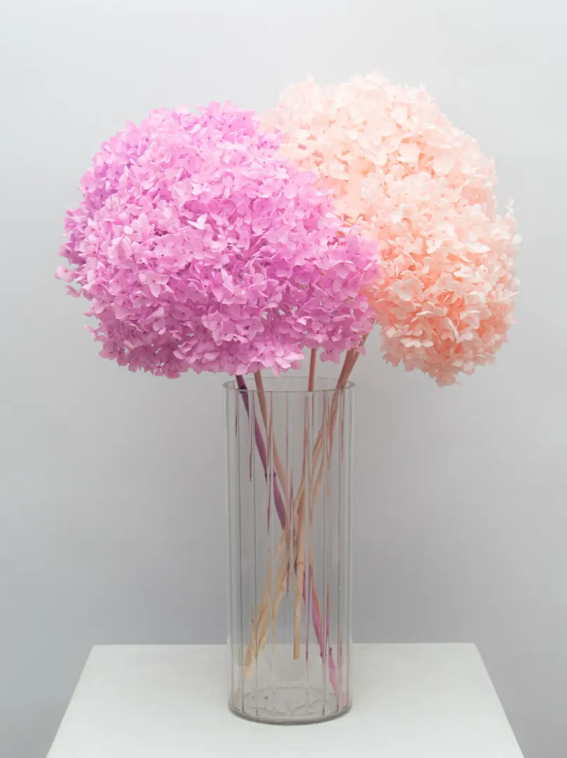 Стабилизированная Ярко-Розовая Гортензия 