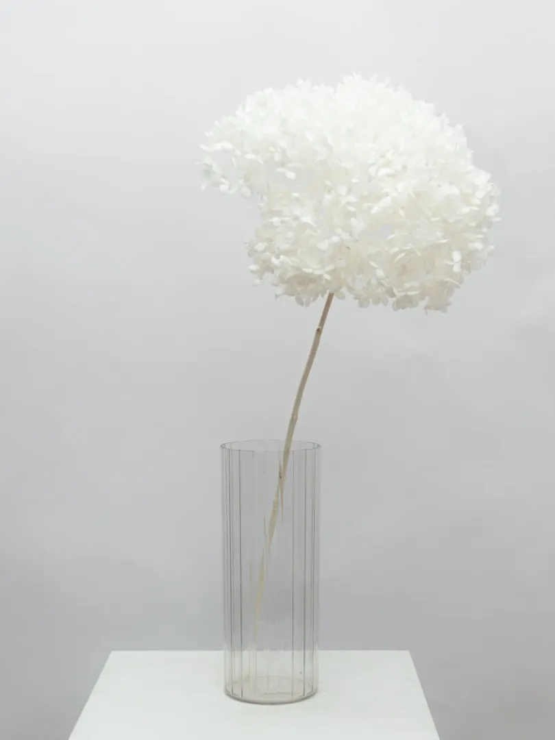 Стабилизированная Белая Гортензия 