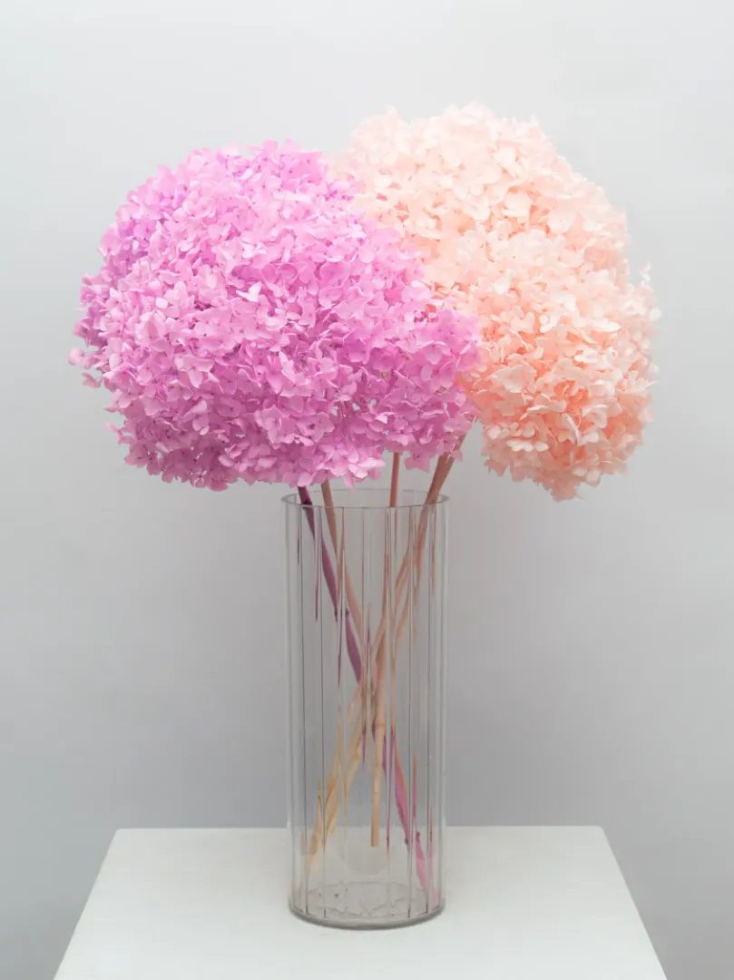 Стабилизированная Нежно-Розовая Гортензия 
