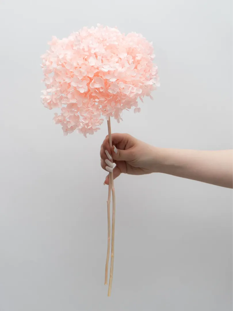 Стабилизированная Нежно-Розовая Гортензия 