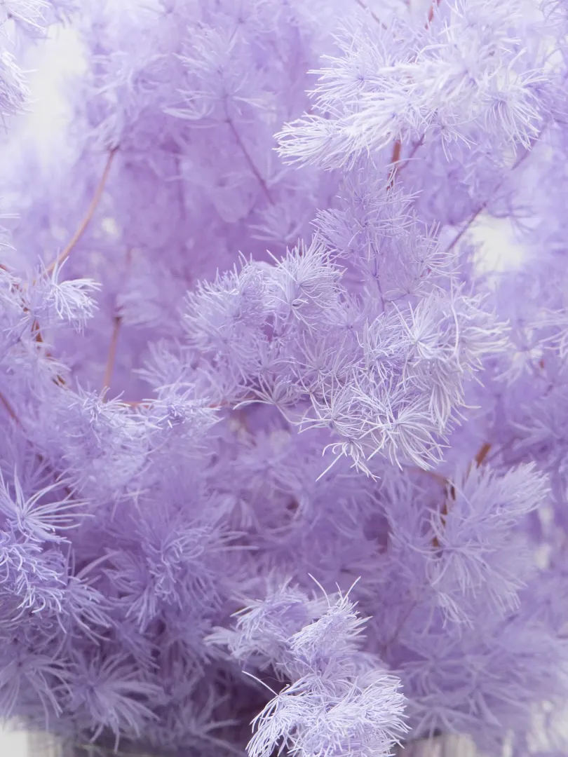 Стабилизированный Аспарагус