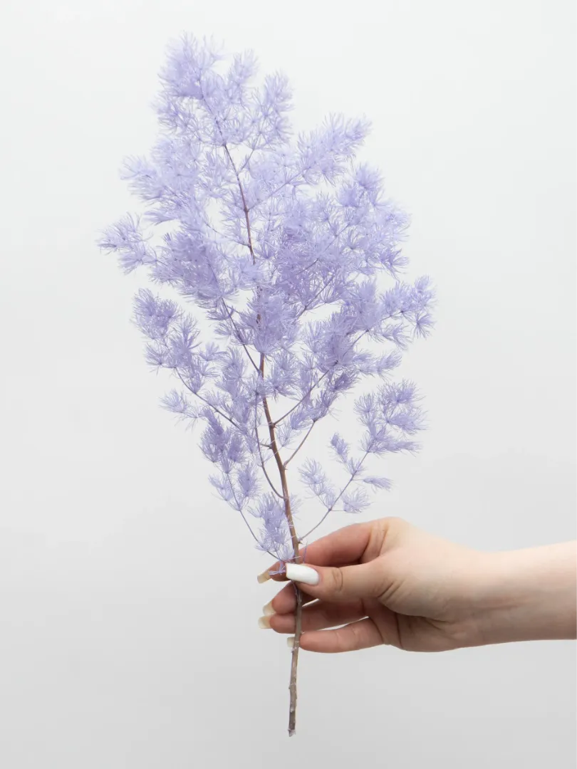 Стабилизированный Аспарагус