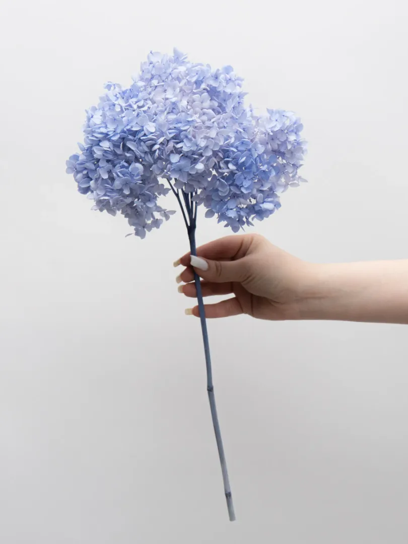 Стабилизированная Голубая Гортензия