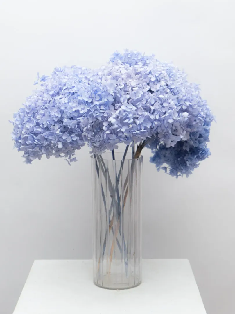 Стабилизированная Голубая Гортензия