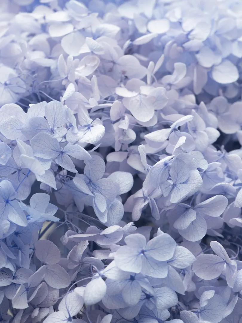 Стабилизированная Голубая Гортензия