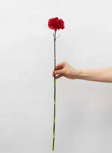 Гвоздика красная 