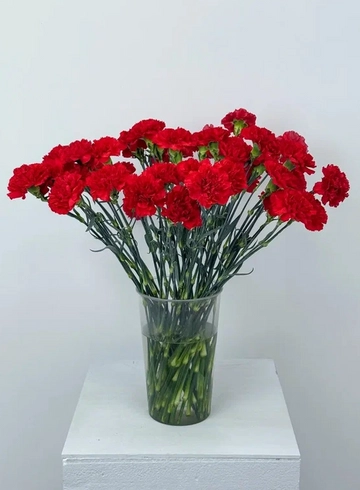 Гвоздика красная  от интернет-магазина цветов в 