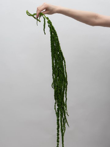 Амарант Зеленый от интернет-магазина цветов в 