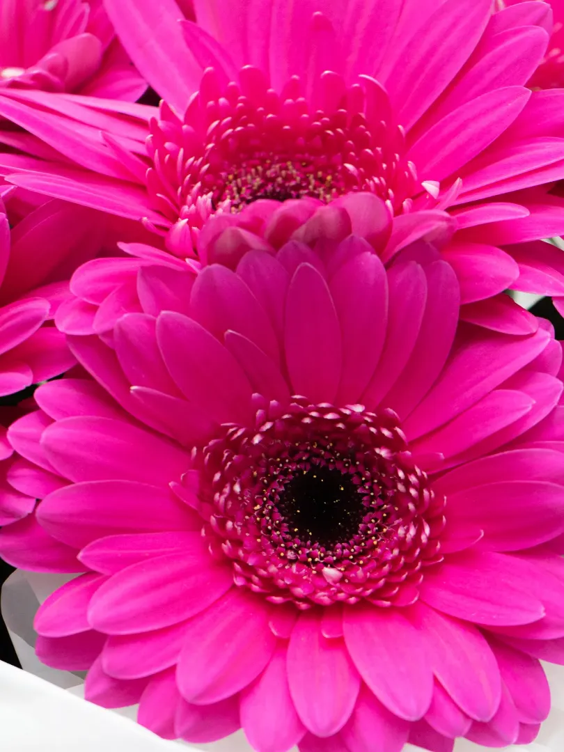 Букет: &laquo;Фиолетовые Герберы&raquo; 