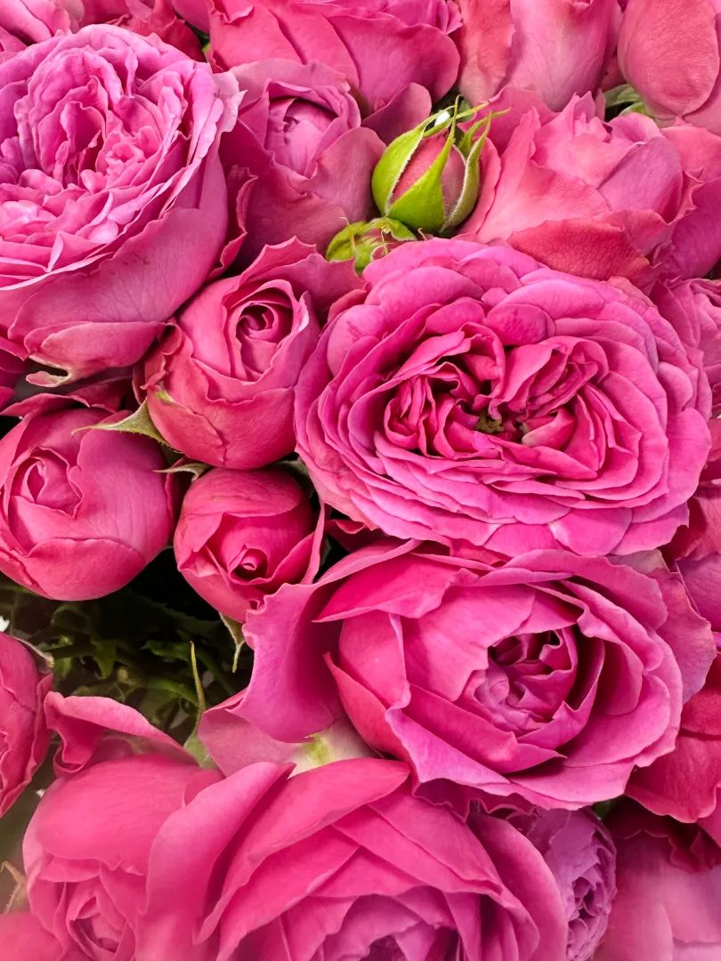 Букет: &laquo;Пионовидная Ярко Розовая Кустовая Роза&raquo;