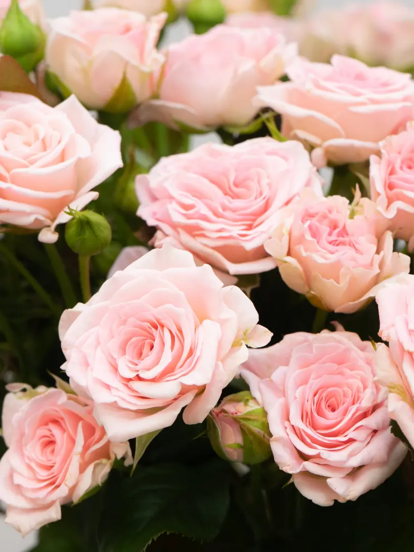 Кустовая Роза &laquo;Нежно-Розовая&raquo;