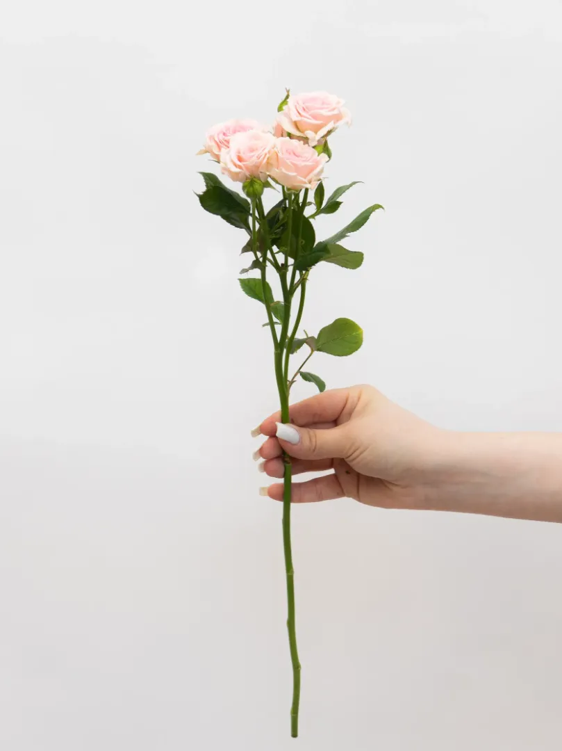 Кустовая Роза &laquo;Нежно-Розовая&raquo;