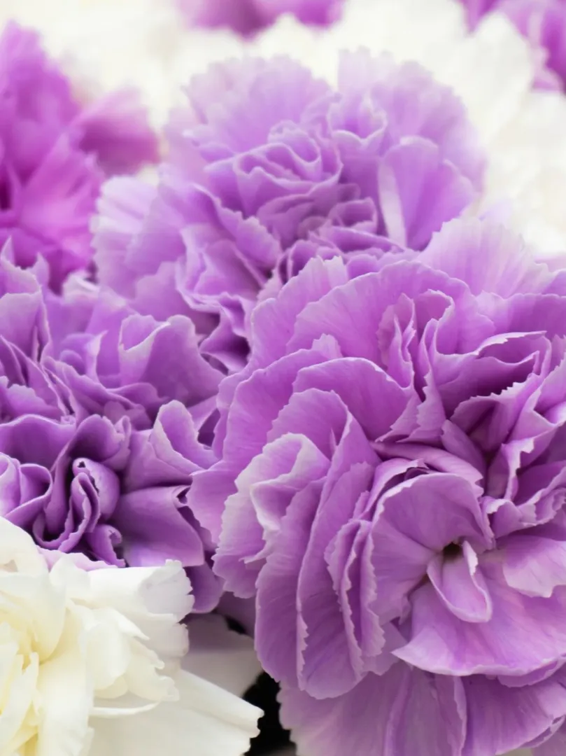 Букет: Микс Диантусов &laquo;Белые-Лунные&raquo;