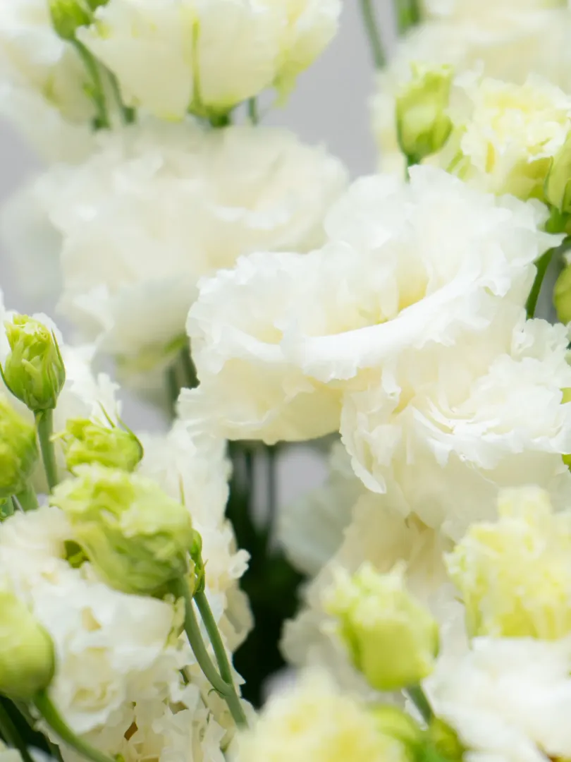 Эустома Белая 