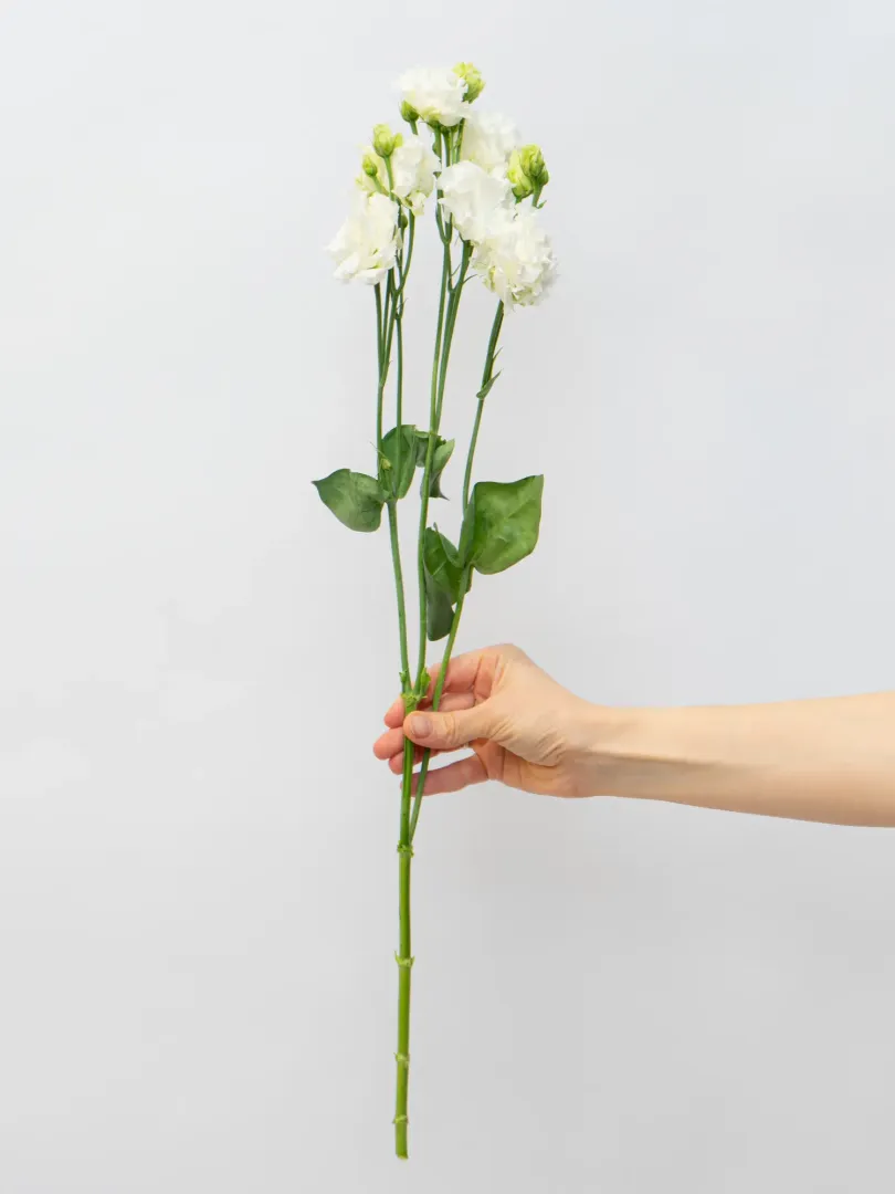 Эустома Белая 